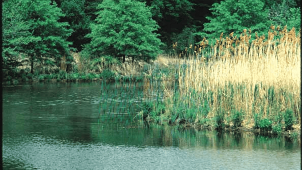 Environmental Patterns