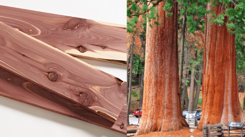 Cedar vs Redwood