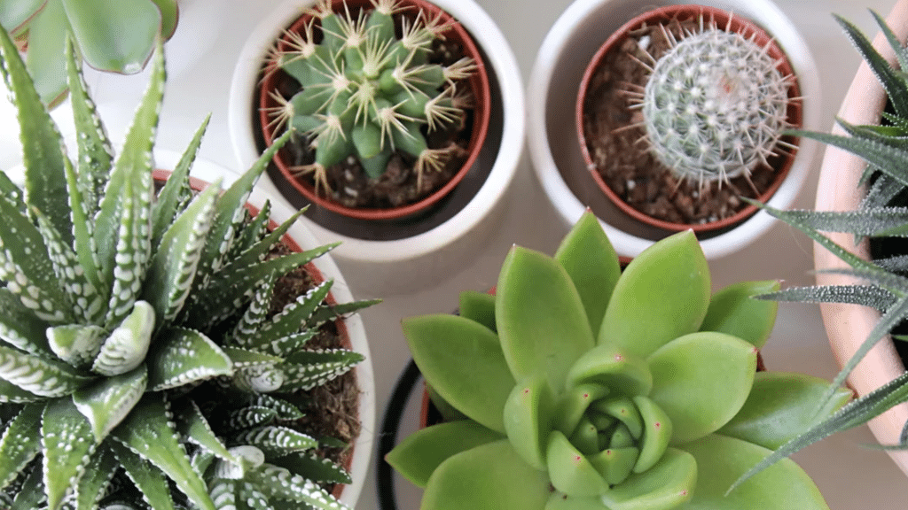 Succulents and Cacti