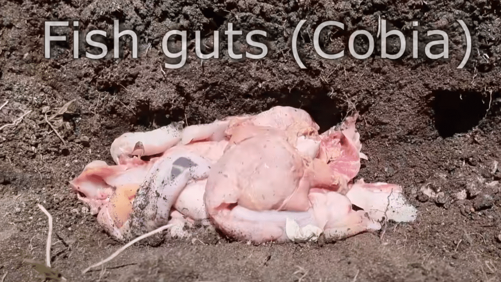 Add Organic Matter and Fertilizer