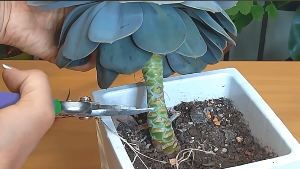 Step 2 Remove Flower Stalks