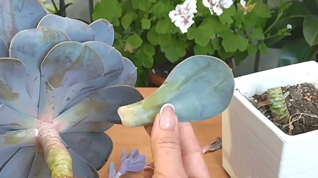 Step 3 Detach Lower Leaves