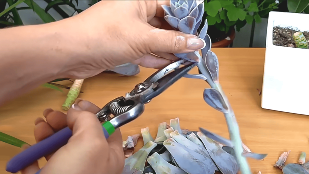 Step 4 Cut the Top Rosette