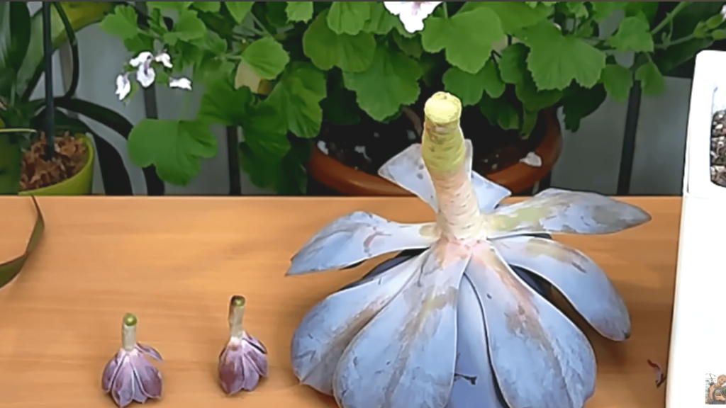 Step 5 Let Pieces Callous