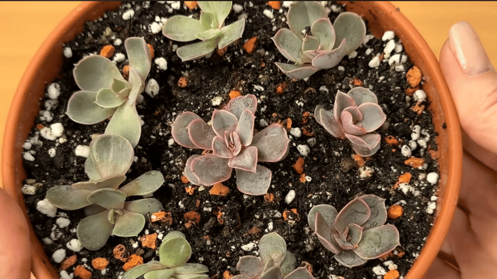 Step 8 Care and Transplant