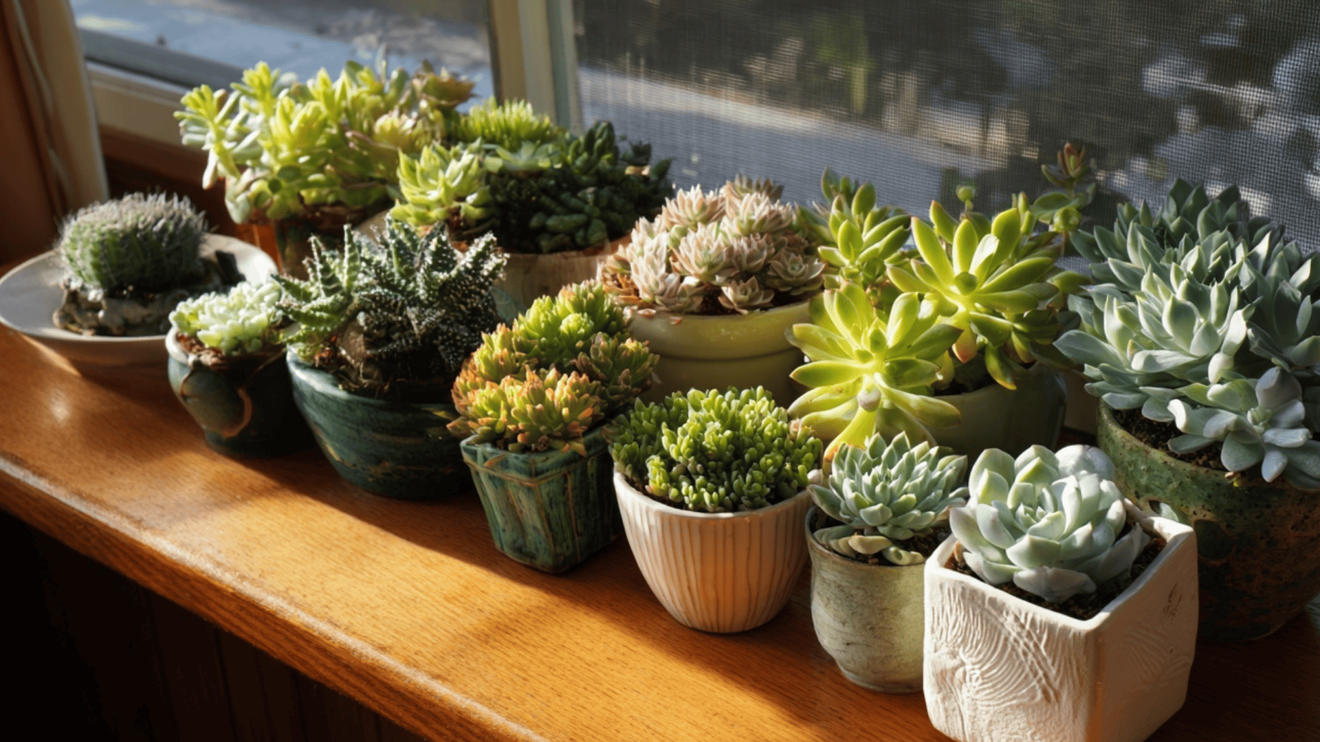 how to propagate succulents